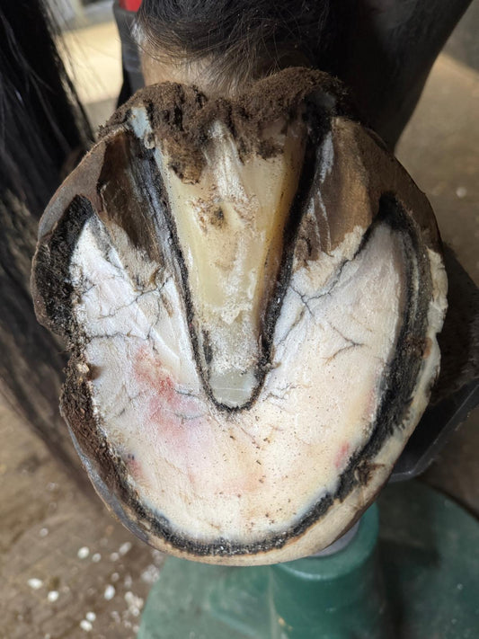 Bruised Soles in Horses: What to Look Out For and Treatments