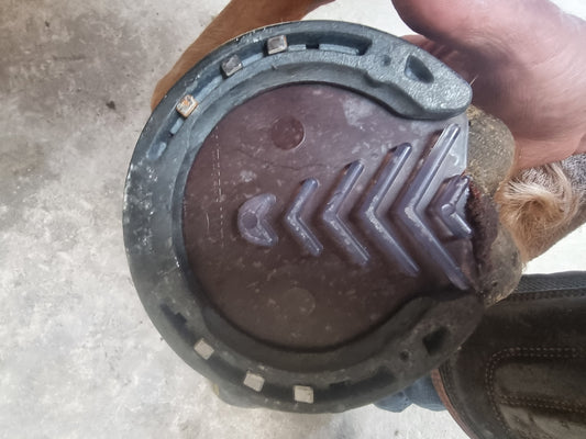 Does My Horse Need Pads?