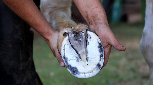 A Guide to Thrush in Horse Hooves: What Every Horse Owner Should Know