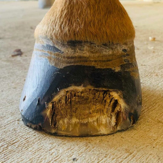 What are the Most Common Issues in Horses Hooves?