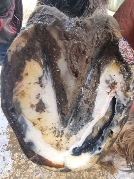 Understanding Hoof Abscesses in Horses: Causes, Symptoms, and Treatments