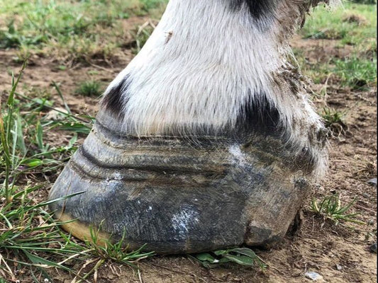 Understanding Laminitis in Horses: A Comprehensive Guide