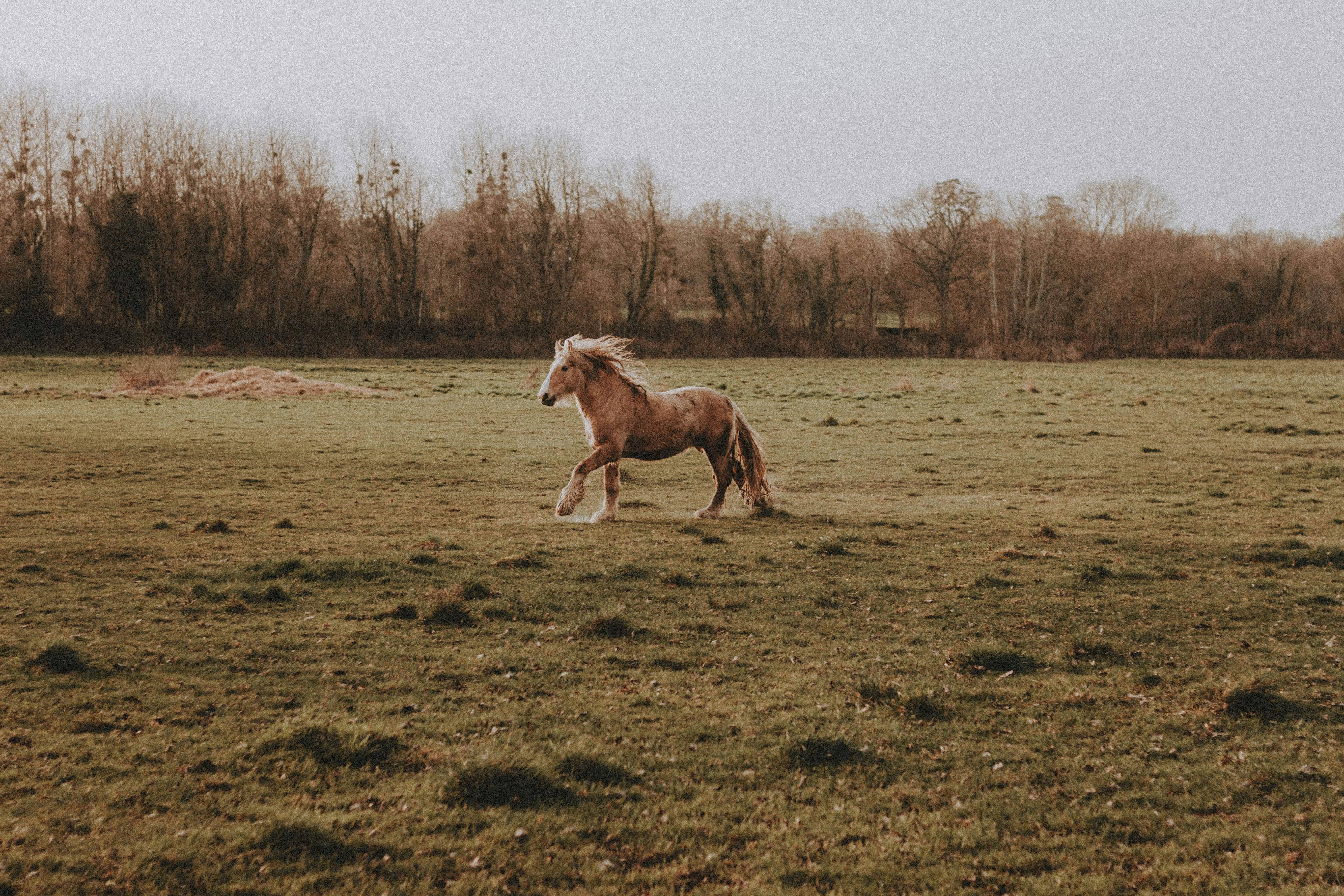 Navicular Syndrome in Horses | T-M Horse Products