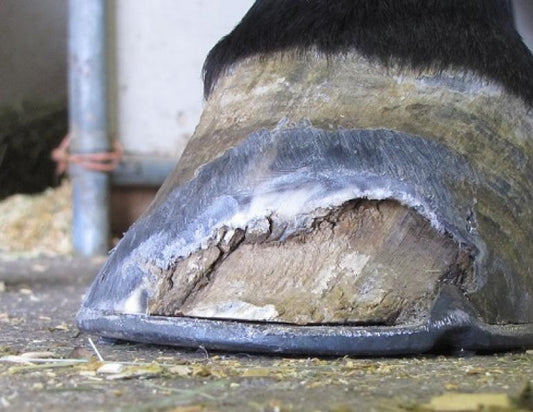 White Line Disease in Horses: Signs, Causes, Treatments, and Prevention
